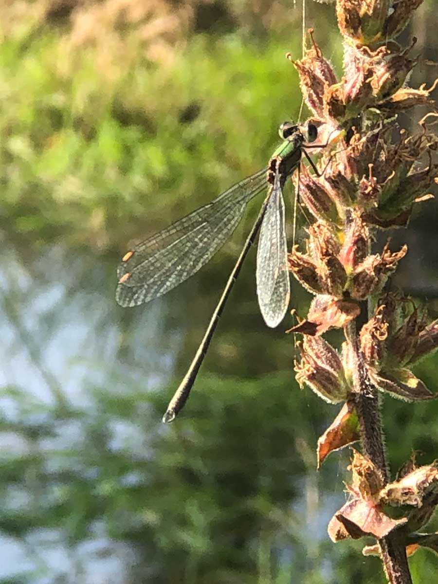 Chalcolestes_viridis